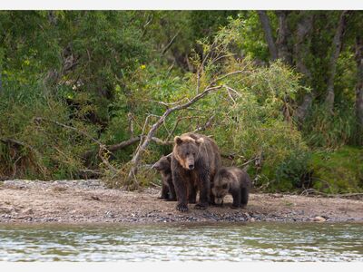 Don’t hike so close to me: How the presence of humans can disturb wildlife up to half a mile away