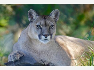 Mountain lion spotted in Mission Viejo